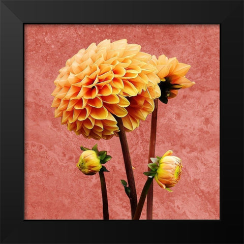 Morning Glory 2 Black Modern Wood Framed Art Print by Phillip, Jamie