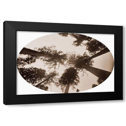 Among The Tree Tops Calaveras Grove Black Modern Wood Framed Art Print by Watkins, Carleton