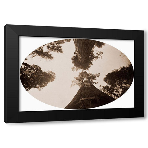 Among the Treetops, Calaveras Grove, California, 1878 Black Modern Wood Framed Art Print by Watkins, Carleton