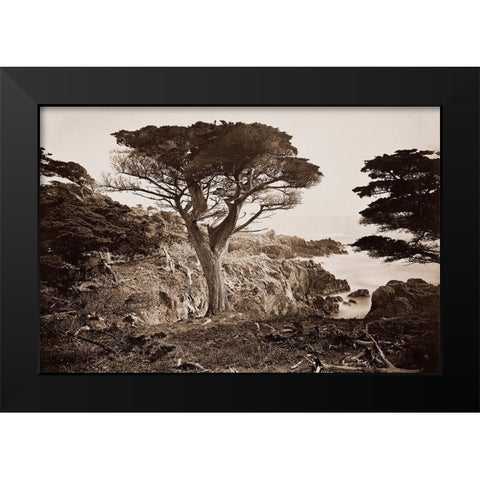 Cypress Point, Monterey, California, about 1880s Black Modern Wood Framed Art Print by Watkins, Carleton