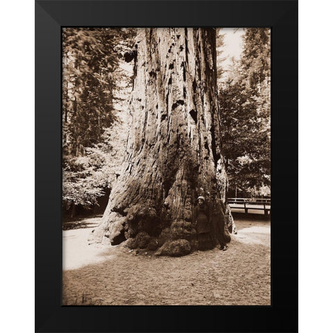 Big Tree Felton (Redwood), Santa Cruz, California, 1880s Black Modern Wood Framed Art Print by Watkins, Carleton