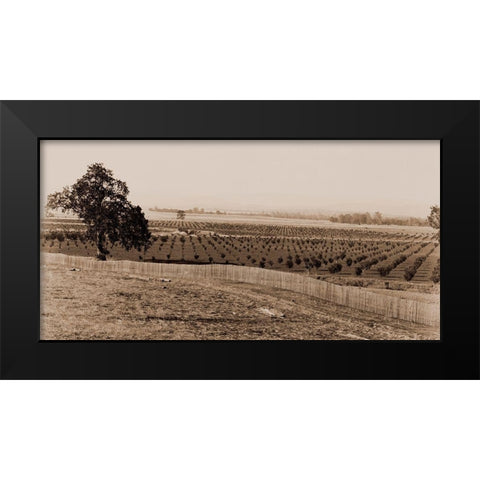 Young Orchard, Palermo, Butte County, California, 1888-1891 Black Modern Wood Framed Art Print by Watkins, Carleton