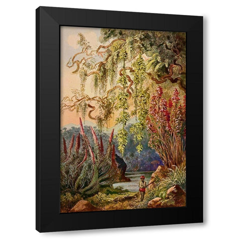 Nillu-Busche und Hangebambusen Hochland von Ceylon Black Modern Wood Framed Art Print with Double Matting by Haeckel, Ernst