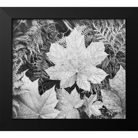 Leaves, Glacier National Park, Montana - National Parks and Monuments, 1941 Black Modern Wood Framed Art Print by Adams, Ansel