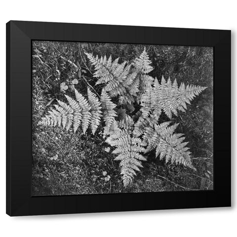 Ferns, Glacier National Park, Montana - National Parks and Monuments, 1941 Black Modern Wood Framed Art Print by Adams, Ansel