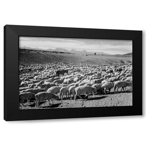 Flock in Owens Valley - National Parks and Monuments, 1941 Black Modern Wood Framed Art Print by Adams, Ansel