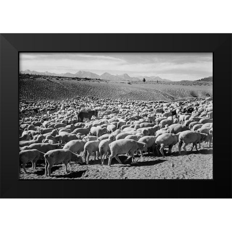 Flock in Owens Valley - National Parks and Monuments, 1941 Black Modern Wood Framed Art Print by Adams, Ansel