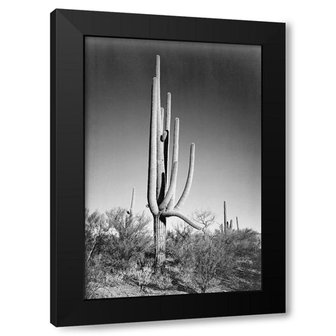 Full view of cactus and surrounding shrubs, In Saguaro National Monument, Arizona, ca. 1941-1942 Black Modern Wood Framed Art Print with Double Matting by Adams, Ansel