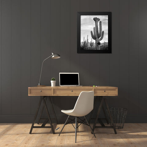 Full view of cactus with others surrounding, Saguaros, Saguaro National Monument, Arizona, ca. 1941- Black Modern Wood Framed Art Print by Adams, Ansel