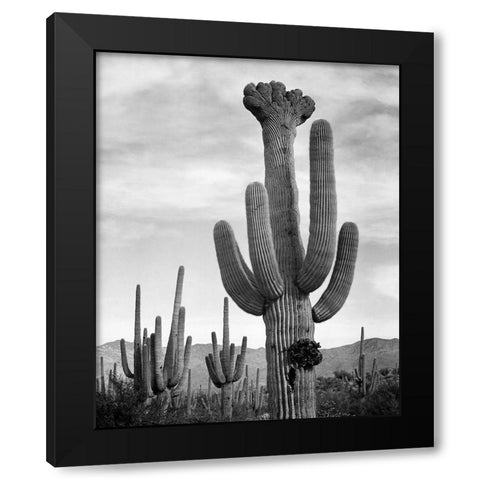 Full view of cactus with others surrounding, Saguaros, Saguaro National Monument, Arizona, ca. 1941- Black Modern Wood Framed Art Print with Double Matting by Adams, Ansel