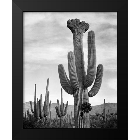 Full view of cactus with others surrounding, Saguaros, Saguaro National Monument, Arizona, ca. 1941- Black Modern Wood Framed Art Print by Adams, Ansel
