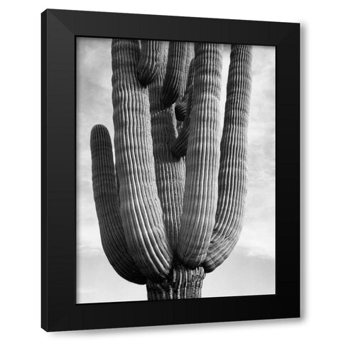 Detail of cactus Saguaros, Saguro National Monument, Arizona, ca. 1941-1942 Black Modern Wood Framed Art Print by Adams, Ansel