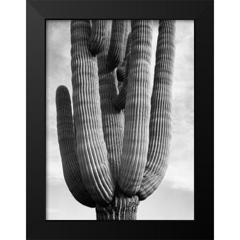 Detail of cactus Saguaros, Saguro National Monument, Arizona, ca. 1941-1942 Black Modern Wood Framed Art Print by Adams, Ansel
