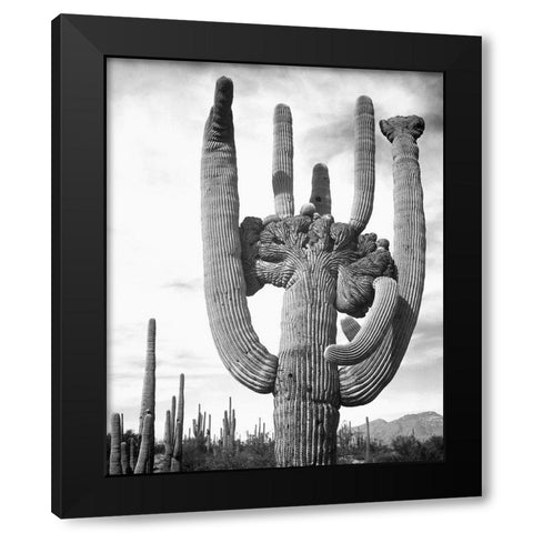 View of cactus and surrounding area Saguaros, Saguaro National Monument, Arizona, ca. 1941-1942 Black Modern Wood Framed Art Print with Double Matting by Adams, Ansel