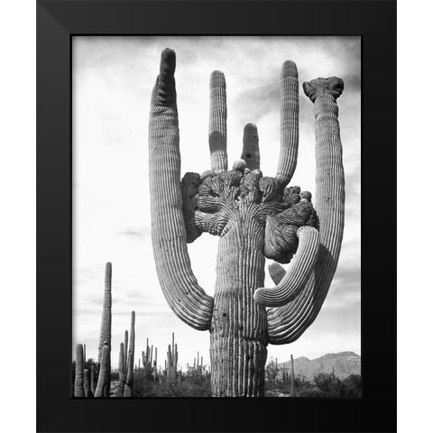 View of cactus and surrounding area Saguaros, Saguaro National Monument, Arizona, ca. 1941-1942 Black Modern Wood Framed Art Print by Adams, Ansel