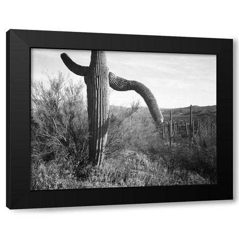 Cactus at left and surroundings, Saguaro National Monument, Arizona, ca. 1941-1942 Black Modern Wood Framed Art Print with Double Matting by Adams, Ansel