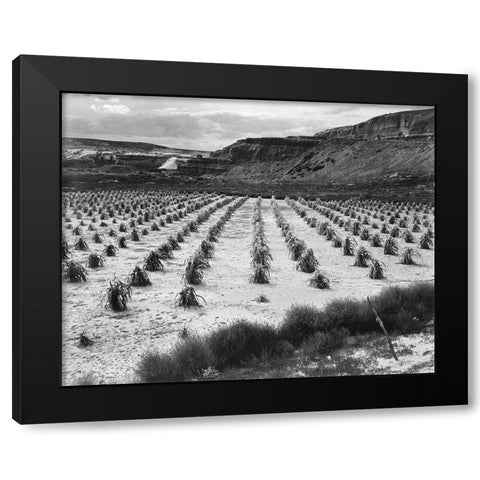 Looking across rows of corn, cliff in background, Corn Field, Indian Farm near Tuba City, Arizona, i Black Modern Wood Framed Art Print by Adams, Ansel