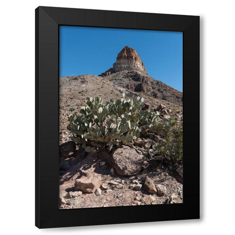 Prickly Pear Cactus and scenery in Big Bend National Park, TX Black Modern Wood Framed Art Print with Double Matting by Highmith, Carol