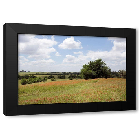A field of wildflowers near Chappel Hill in Austin County, TX, 2014 Black Modern Wood Framed Art Print with Double Matting by Highmith, Carol