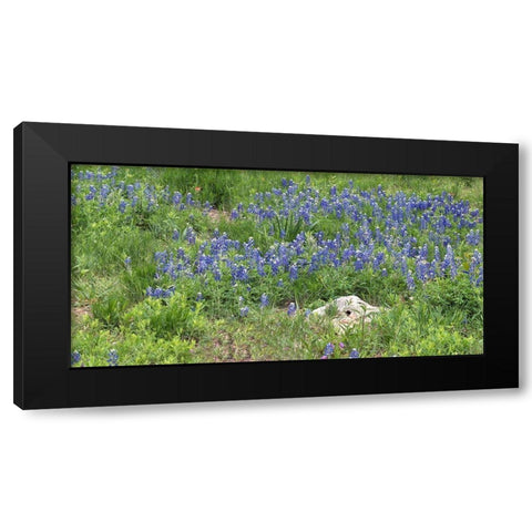 Bluebonnets at the Lady Bird Johnson Wildflower Center, near Austin, TX Black Modern Wood Framed Art Print with Double Matting by Highmith, Carol
