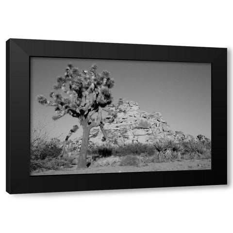 Joshua Tree National Park California Black Modern Wood Framed Art Print with Double Matting by Highsmith, Carol