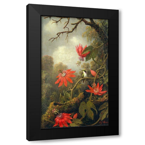 Hummingbird and Passionflowers Black Modern Wood Framed Art Print with Double Matting by Heade, Martin Johnson