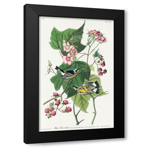 Black and Yellow Warblers Black Modern Wood Framed Art Print by Audubon, John James