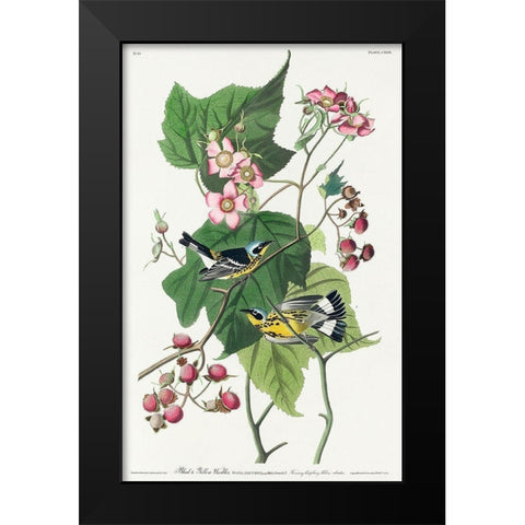 Black and Yellow Warblers Black Modern Wood Framed Art Print by Audubon, John James