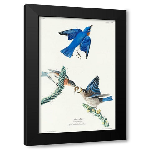Blue-bird Black Modern Wood Framed Art Print with Double Matting by Audubon, John James