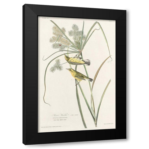 Prairie Warbler Black Modern Wood Framed Art Print with Double Matting by Audubon, John James