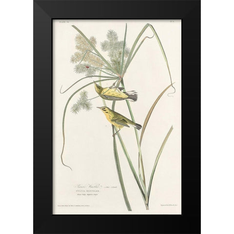 Prairie Warbler Black Modern Wood Framed Art Print by Audubon, John James