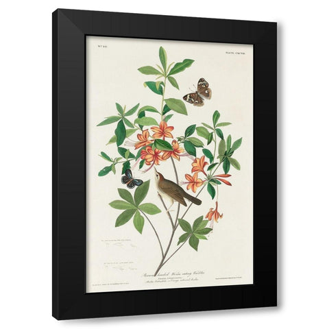 Brown headed Worm eating Warbler Black Modern Wood Framed Art Print by Audubon, John James