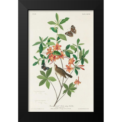 Brown headed Worm eating Warbler Black Modern Wood Framed Art Print by Audubon, John James