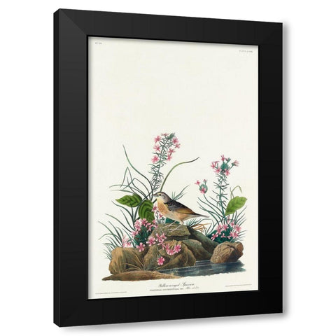 Yellow-winged Sparrow Black Modern Wood Framed Art Print with Double Matting by Audubon, John James