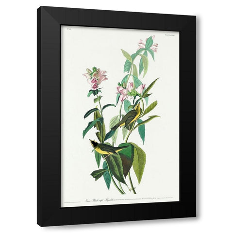Green Black-Capt Flycatcher Black Modern Wood Framed Art Print with Double Matting by Audubon, John James