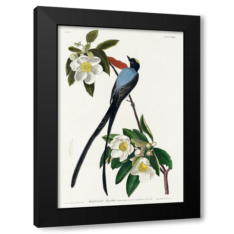 Fork-tailed Flycatcher Black Modern Wood Framed Art Print by Audubon, John James