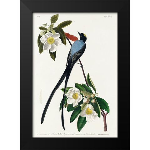 Fork-tailed Flycatcher Black Modern Wood Framed Art Print by Audubon, John James