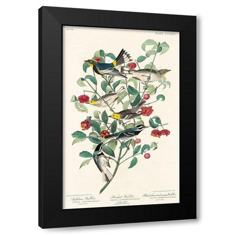 Audubons Warbler, Hermit Warbler and Black-throated gray Warbler  Black Modern Wood Framed Art Print with Double Matting by Audubon, John James