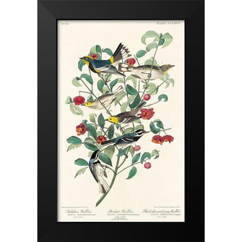 Audubons Warbler, Hermit Warbler and Black-throated gray Warbler Black Modern Wood Framed Art Print by Audubon, John James