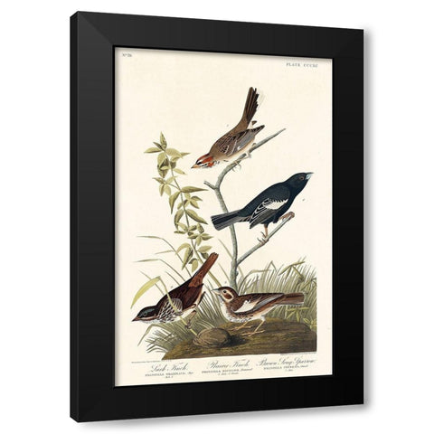 Lark Finch, Prairie Finch and Brown Song Sparrow Black Modern Wood Framed Art Print by Audubon, John James