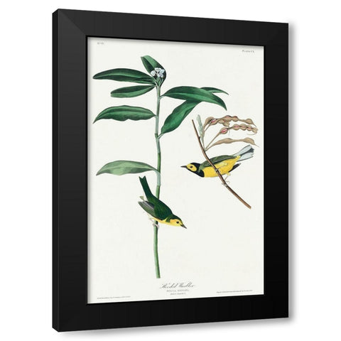 Hooded Warbler Black Modern Wood Framed Art Print with Double Matting by Audubon, John James