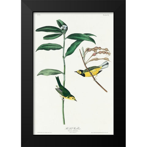 Hooded Warbler Black Modern Wood Framed Art Print by Audubon, John James
