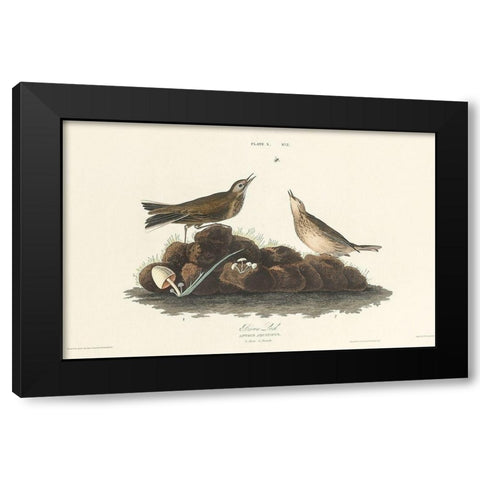 Brown Lark Black Modern Wood Framed Art Print with Double Matting by Audubon, John James