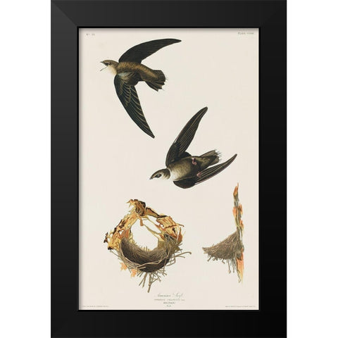 American Swift Black Modern Wood Framed Art Print by Audubon, John James