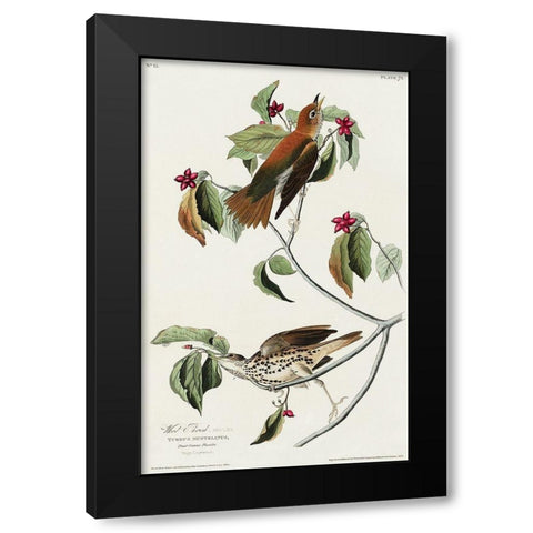 Wood Thrush Black Modern Wood Framed Art Print by Audubon, John James
