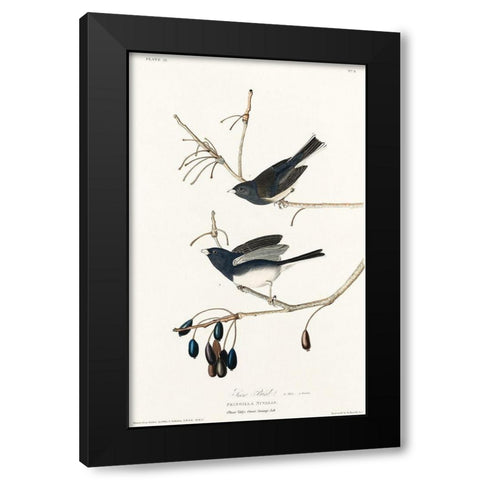 Snow Bird Black Modern Wood Framed Art Print with Double Matting by Audubon, John James