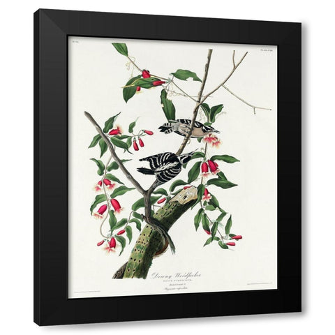 Downy Woodpecker Black Modern Wood Framed Art Print by Audubon, John James