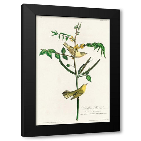 Childrens Warbler Black Modern Wood Framed Art Print with Double Matting by Audubon, John James