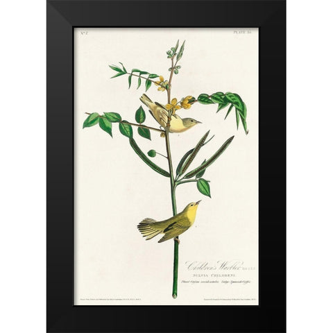 Childrens Warbler Black Modern Wood Framed Art Print by Audubon, John James