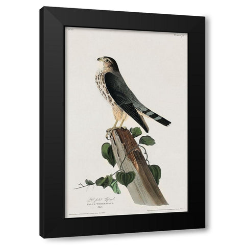 Le Petit Caporal Black Modern Wood Framed Art Print with Double Matting by Audubon, John James